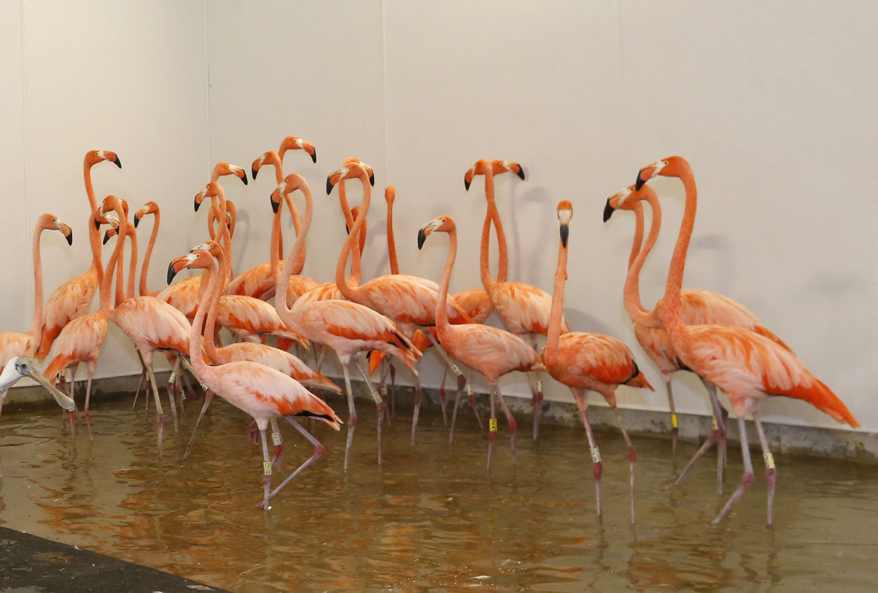 Hurricane Irma Animals